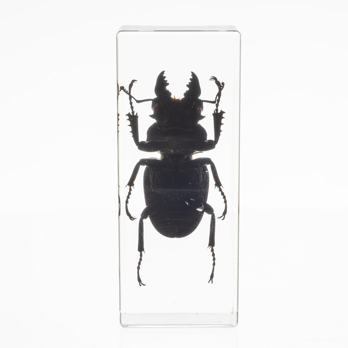 Real Stag Beetle in Acrylic Paperweight