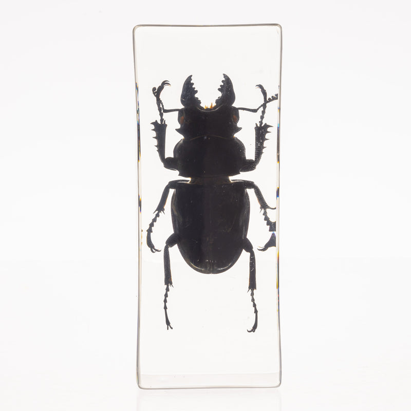 Real Stag Beetle in Acrylic Paperweight