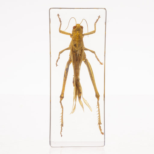 Real Grasshopper in Acrylic Paperweight