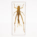 Real Grasshopper in Acrylic Paperweight