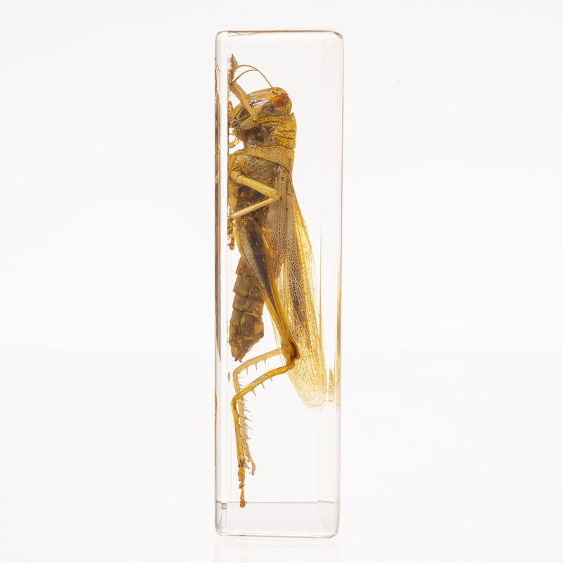 Real Grasshopper in Acrylic Paperweight
