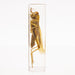 Real Grasshopper in Acrylic Paperweight