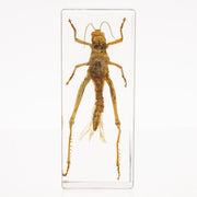 Real Grasshopper in Acrylic Paperweight