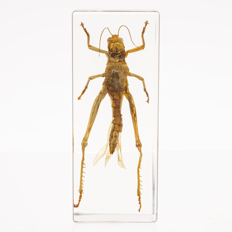 Real Grasshopper in Acrylic Paperweight