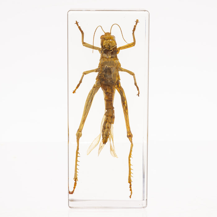 Real Grasshopper in Acrylic Paperweight