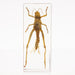 Real Grasshopper in Acrylic Paperweight