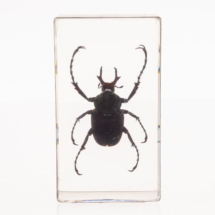 Real Antler Horned Beetle in Acrylic Paperweight