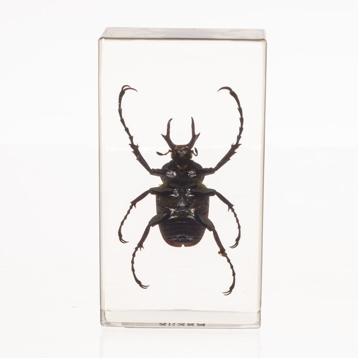 Real Antler Horned Beetle in Acrylic Paperweight