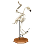 Replica Harpy Eagle Skeleton
