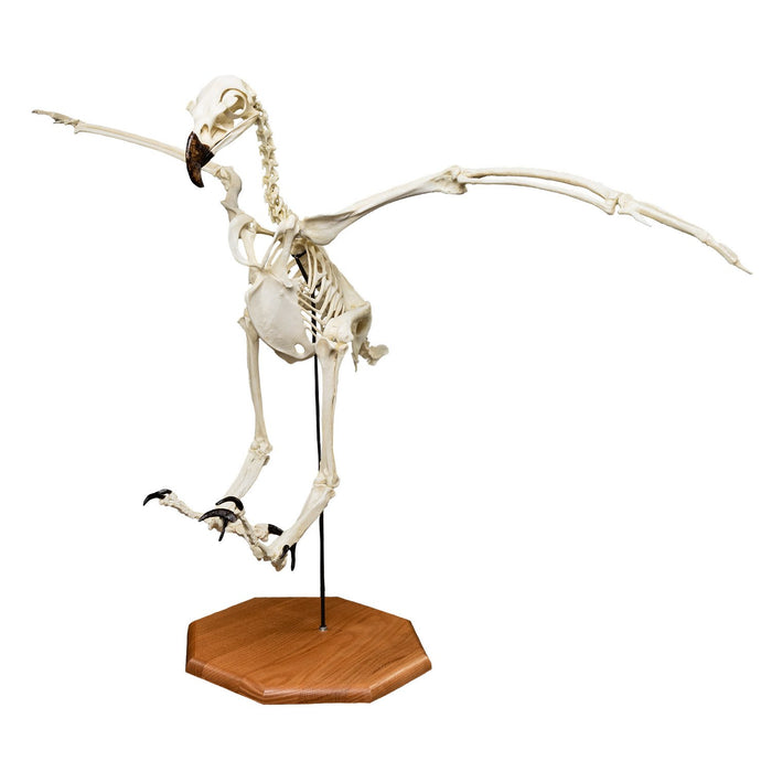 Replica Harpy Eagle Skeleton