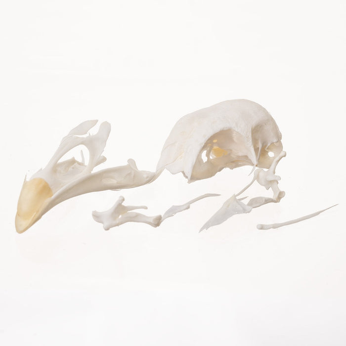 Real Chicken Skull (Damaged)