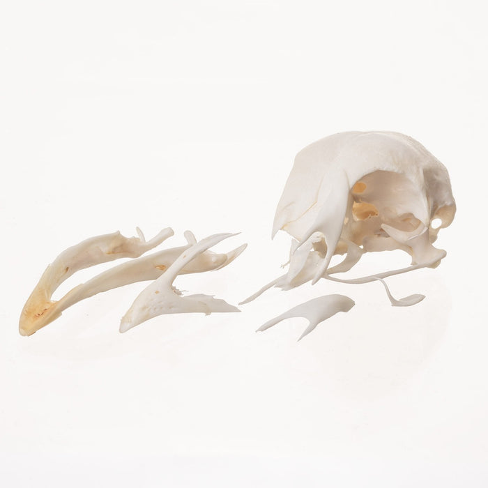Real Chicken Skull (Damaged)