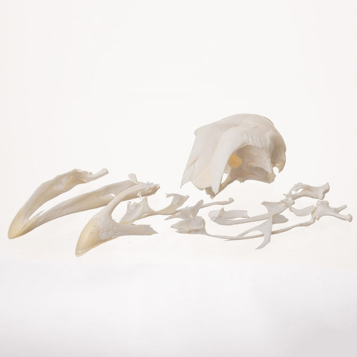 Real Chicken Skull (Damaged)