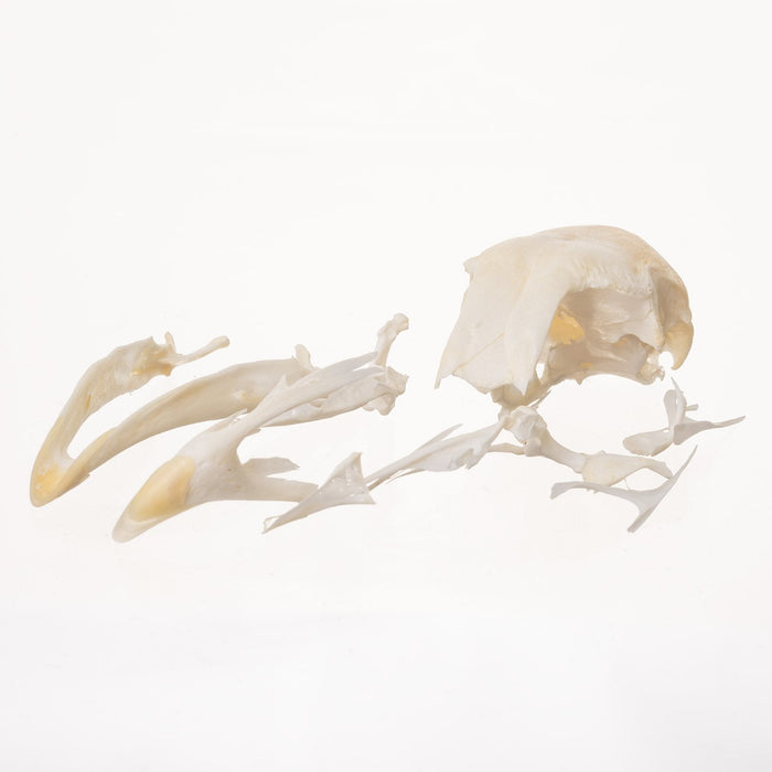 Real Chicken Skull (Damaged)