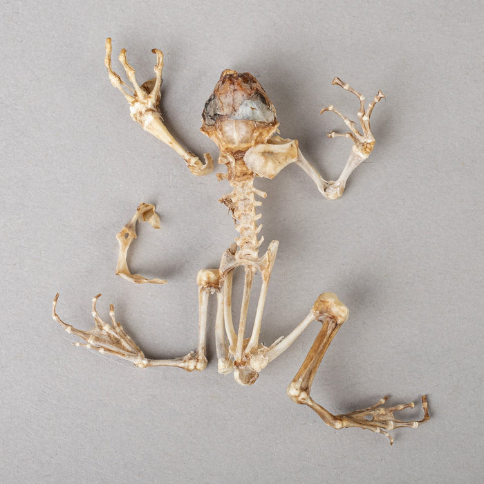 Real Frog Skeleton