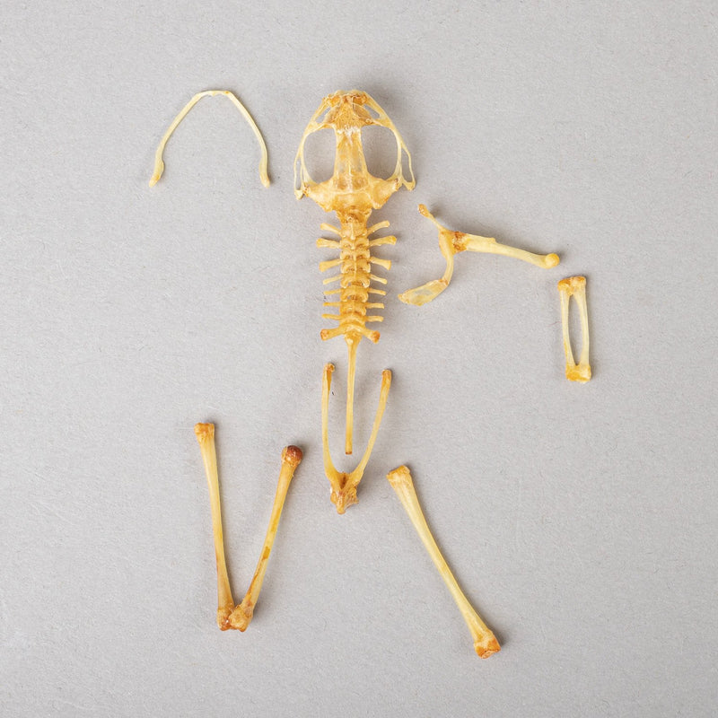 Real Frog Skeleton