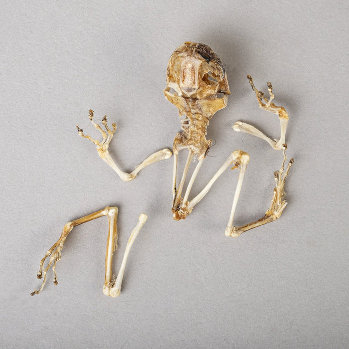 Real Frog Skeleton
