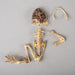 Real Frog Skeleton