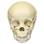 Replica 3-year-old Human Child Skull