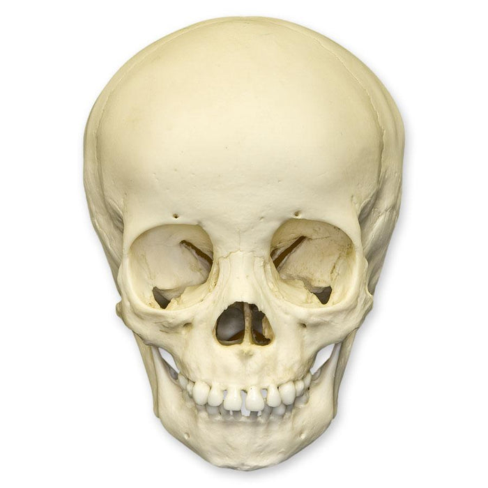 Replica 3-year-old Human Child Skull