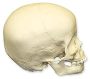 Replica 3-year-old Human Child Skull