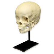 Replica 3-year-old Human Child Skull