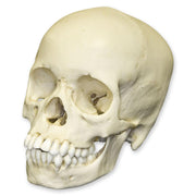 Replica 13-year-old Human Child Skull