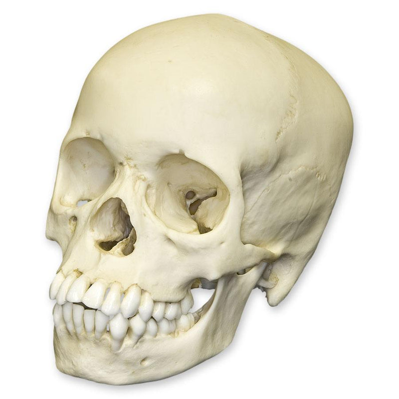 Replica 13-year-old Human Child Skull