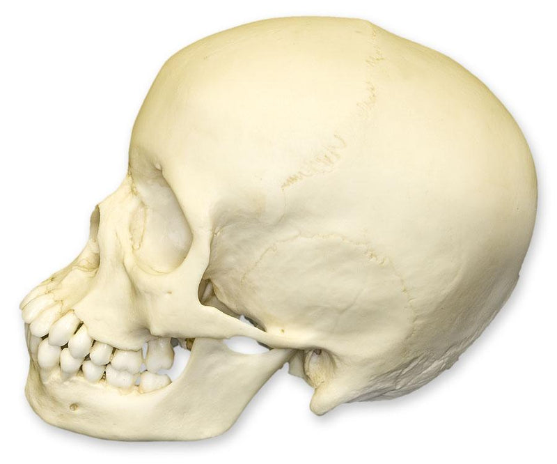 Replica 13-year-old Human Child Skull