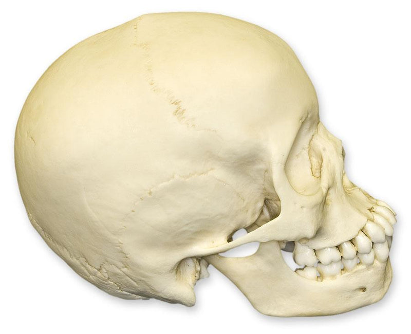 Replica 13-year-old Human Child Skull