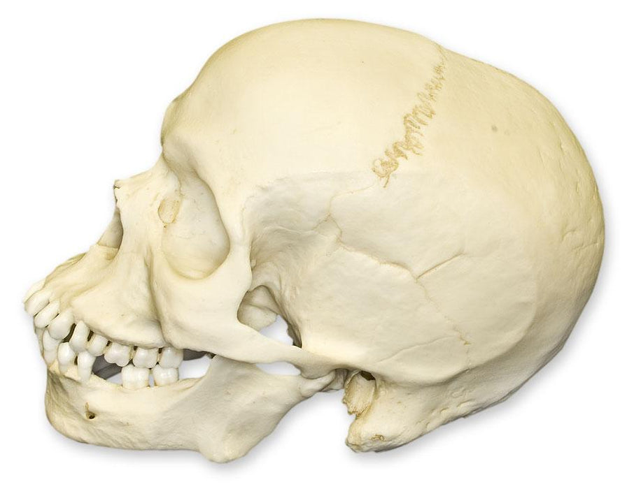 Replica Human Skull - African Male