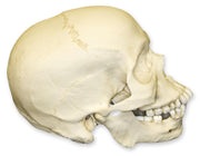 Replica Human Skull - African Male