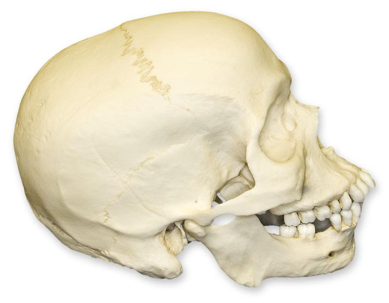 Replica Human Skull - African Male