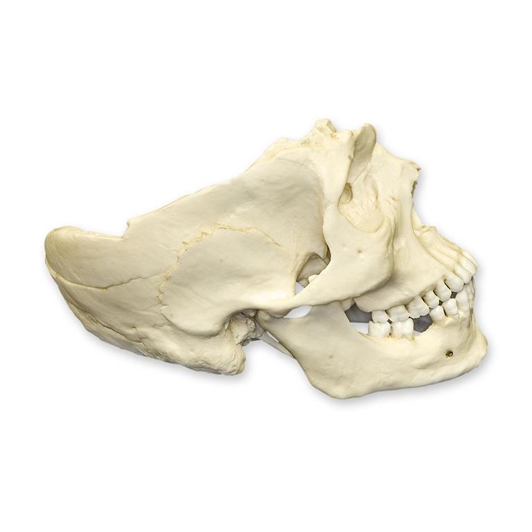 Replica Human Male with Machete Wounds Skull