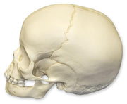 Replica 4-year-old Human Child Skull