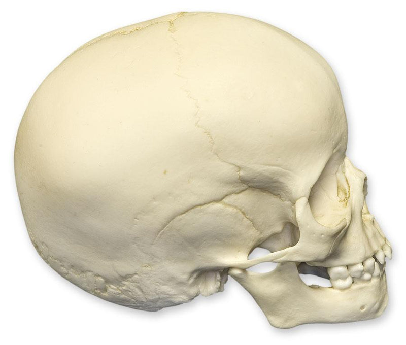 Replica 4-year-old Human Child Skull