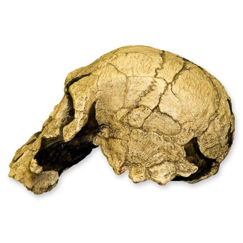 Replica KNM ER 1470 Skull
