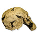 Replica KNM ER 1470 Skull