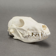 Real Arctic Fox Skull