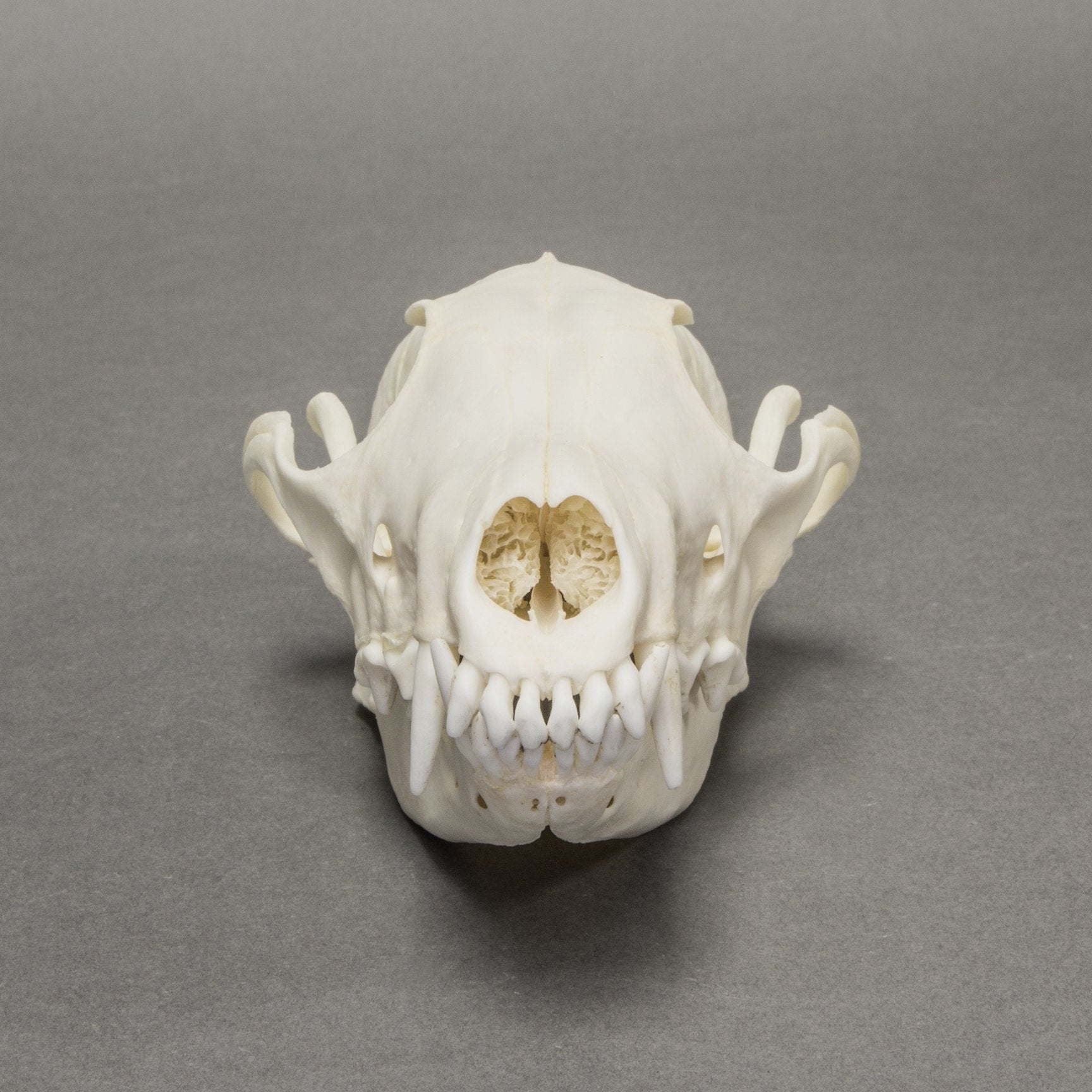 Real Arctic Fox Skull For Sale — Skulls Unlimited International, Inc.