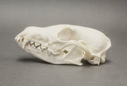 Real Arctic Fox Skull