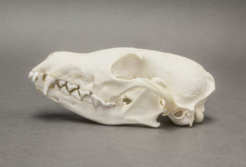 Real Arctic Fox Skull