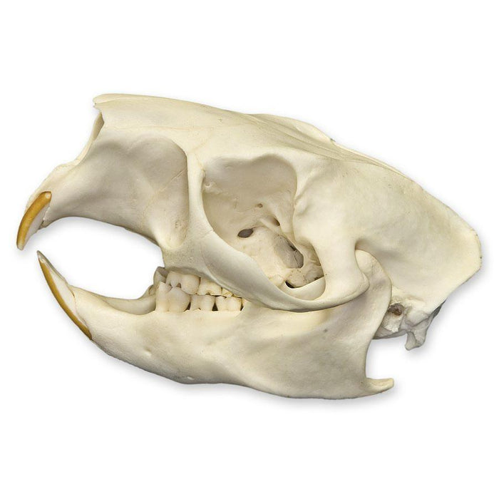 Real North American Porcupine Skull