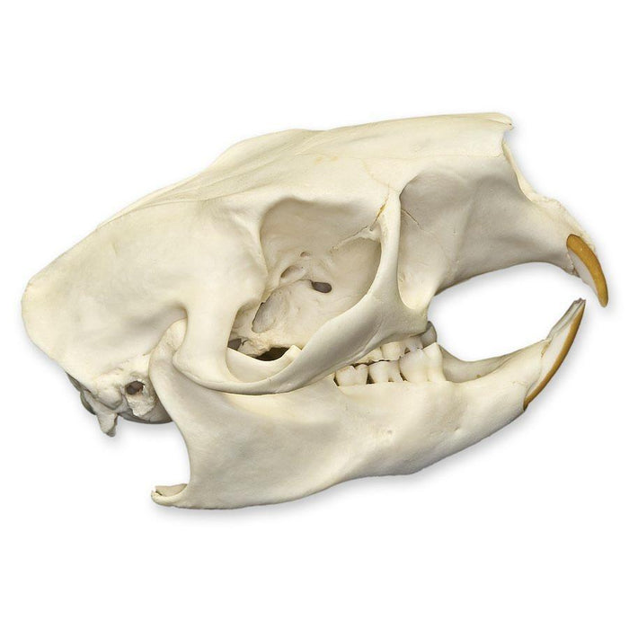 Real North American Porcupine Skull