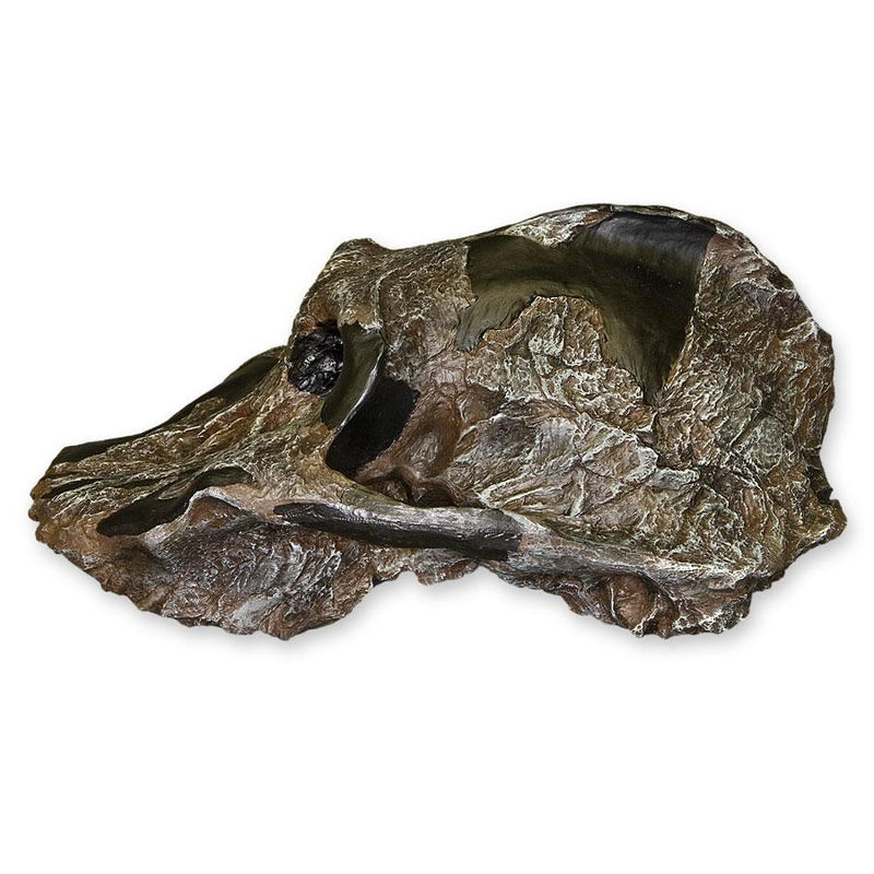 Replica Black KNM WT-1700 Skull - Cranium Only