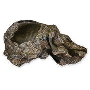 Replica Black KNM WT-1700 Skull - Cranium Only