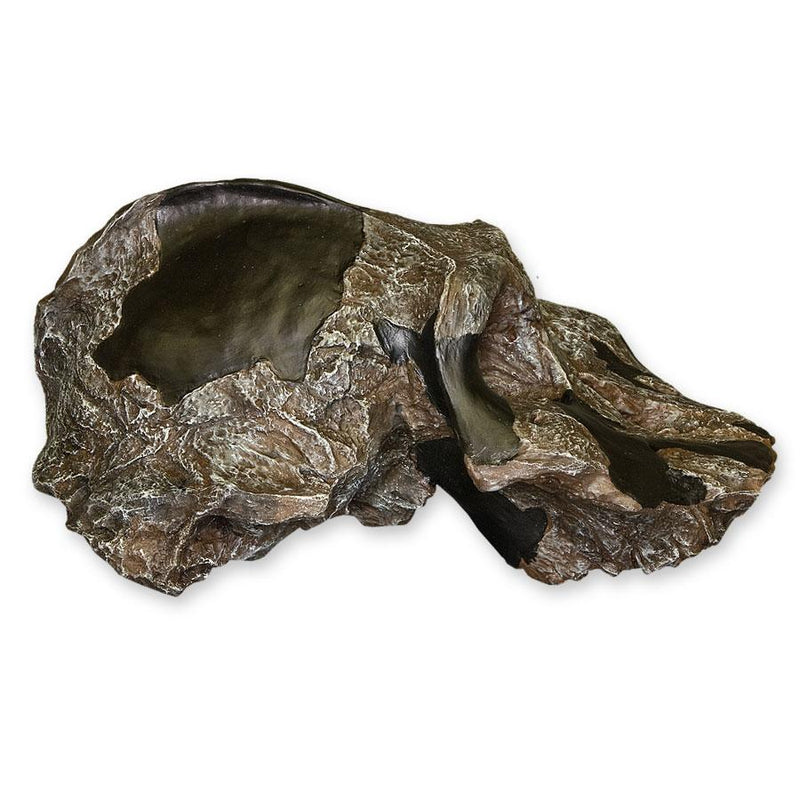 Replica Black KNM WT-1700 Skull - Cranium Only