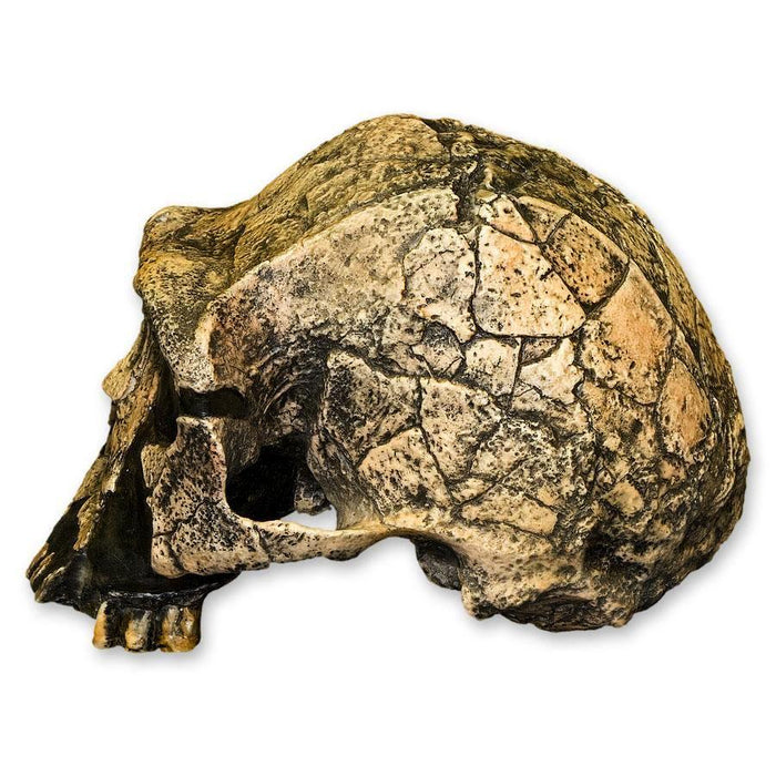 Replica Homo Ergaster KNM ER 3733 Skull