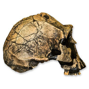Replica Homo Ergaster KNM ER 3733 Skull