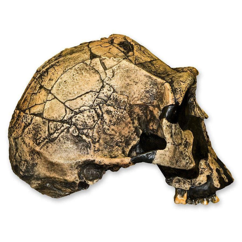 Replica Homo Ergaster KNM ER 3733 Skull